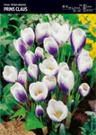 Krokus złocisty Prins Claus 30 sztuk