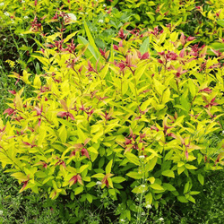 Tawuła Japońska 'Golden Princess' – Sadzonka 15-25 cm