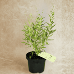 Perowskia Łobodolistna Blue Spire