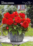 Begonia Superba - Czerwona 3 szt.