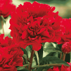 Piwonia Felix Crouse 1 szt.