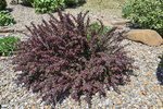 Berberys Thunberga 'Atropurpurea Nana' – Sadzonka 30-40 cm