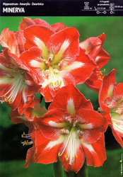 Hippeastrum Amarylis Minerva  – 1 szt.