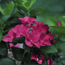 Hortensja bukietowa 'Wim's Red' - Sadzonka 30-40 cm