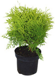 Tuja / Żywotnik Zachodni 'Danica' – Sadzonka 30-40 cm