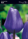 Tulipan ‘Triumph Blue’ - 15 szt.