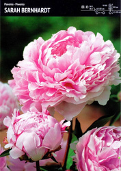 Paeonia- Piwonia Sarah Bernhardt - 1 szt