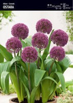 Alium- czosnek Ostara - 4 cebule