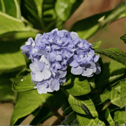 Hortensja Ogrodowa 'Bodensee' – Sadzonka 20-30 cm
