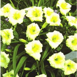 Liliowiec Longsfield Pearl 1 szt.