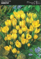 Krokus ‘Dorothy’ - 15 szt.
