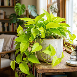 Epipremnum Neon M (Golden Pothos)