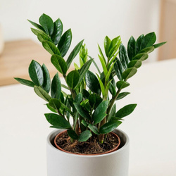 Zamiokulkas zamiolistny M (Zamioculcas zamiifolia)