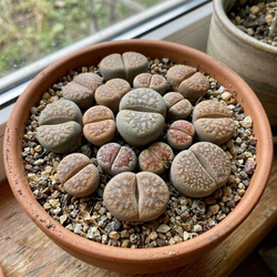 Żywe kamienie szczęścia M (Lithops)
