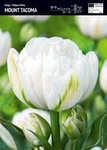 Tulipan pełny biały Mount Tacoma 10 szt.