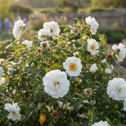 Róża Pomarszczona Alba (Rosa Rugosa Alba)