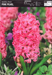 Hiacynt Pink Pearl 3 szt.