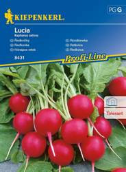 Rzodkiewka Lucia F1 Raphanus sativus var. sativus