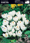 Krokus Wielkokwiatowy Jeanne D'arc 10 szt.