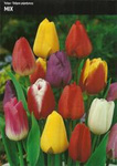 Tulipan pojedynczy Mix 15 cebulek