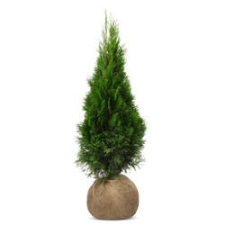 Pakiet Tuja Szmaragd 80-90 cm – 50 szt.