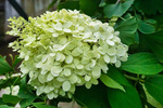 Hortensja Bukietowa 'Magical Candle Bokraflame'  – Sadzonka 40-60 cm