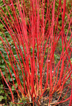 Dereń Biały 'Sibrica' – Sadzonka 40-50 cm