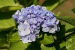 Hortensja Ogrodowa 'Bodensee' – Sadzonka 45-60 cm