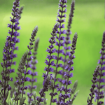 Szałwia Omszona Ostfriesland 