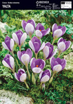 Krokus Yalta 10 szt.