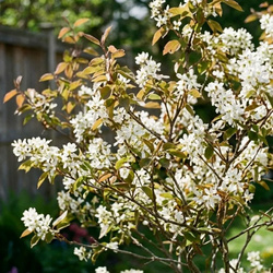 Świdośliwa Lamarcka (Amelanchier Canadensis Lamarckii)