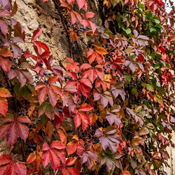Winobluszcz Pięciolistkowy Murorum (Parthenocissus Quinquefolia var. Murorum)