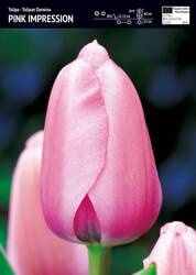  Tulipan różowy – 3 szt. – 'Pink Impression'