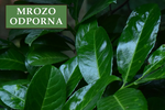 Laurowiśnia wschodnia 'Caucasica' - Sadzonka 30 cm