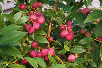Borówka Wysoka 'Pink Blueberry' – Sadzonka 40 cm