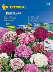 Goździk brodaty Duplika-Mix Dianthus barbatus