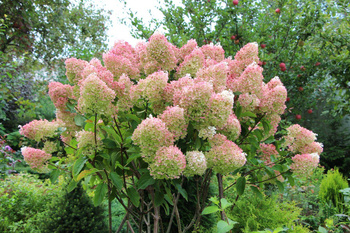 Hortensja Bukietowa 'Grandiflora' – Sadzonka 30-40 cm