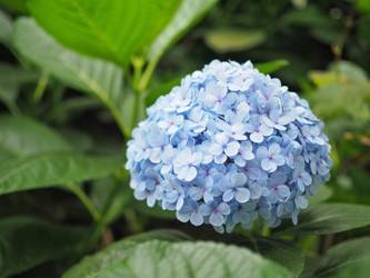 Hortensja Ogrodowa 'Nikko Blue' – Sadzonka 45 cm