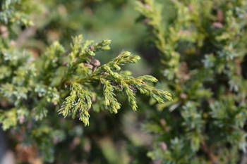 Jałowiec Chiński 'Blue Alps' – Sadzonka 20 cm