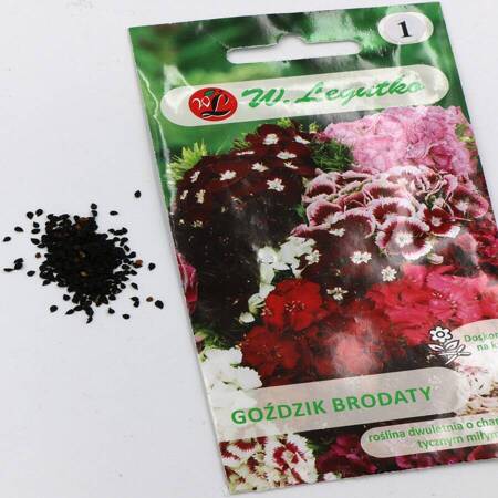 Goździk brodaty pojedynczy – mix – 1 g Legutko