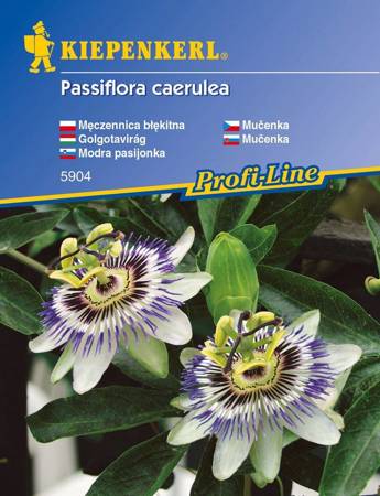 Passiflora / Męczennica - Kiepenkerl