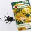 Słoneczniczek Heliopsis – żółty – 0,5 g Legutko